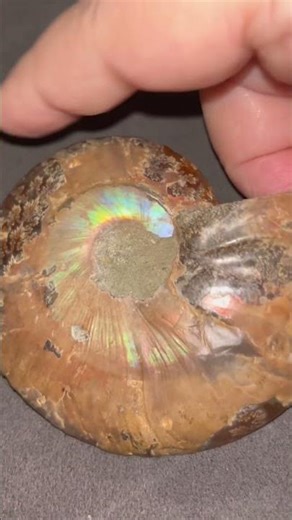 Ammonite Fossil.