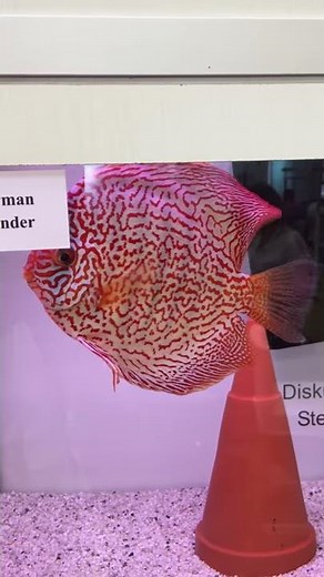 🐟 Poissons exotiques d'eau douce - Discus Stendker German Wonder d'élevage allemand