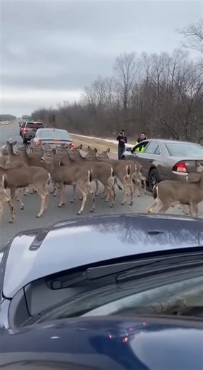 So apparently, Deer think they're the new traffic directors on Highway 61! With cars honking and drivers in disbelief, this chaos is too good to miss. A lot of people keep asking how I make these. The exact site and prompts I use are linked in my bio 🧑🏽‍💻 follow @batonrougenews for more | Baton Rouge Breaking News