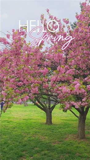 Hello Spring #spring #springvibes #flowers #springdiaries #nature #aesthetic