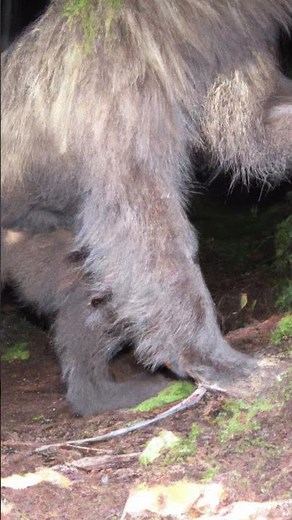 OUTDOORSMAN Discovers SHOCKING Trail Camera Footage #youtubeshorts