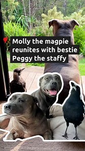 27K views · 867 reactions | The reunion we’ve all waited for: Molly the magpie has returned home and reunited with best friend Peggy the staffy, six weeks after being seized by authorities. Gold Coast couple Juliette and Reece, who have cared for Molly since finding him as a chick, have been granted a special licence under strict conditions, but are forbidden from monetising him. Read more: https://trib.al/gjpPD5x | SBS News | Facebook
