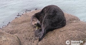 WATCH: Rare Video Captures Wild Sea Otter Giving Birth
