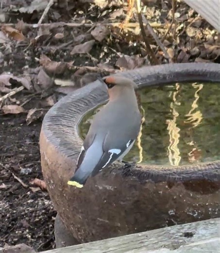 He come for quick drink and gone