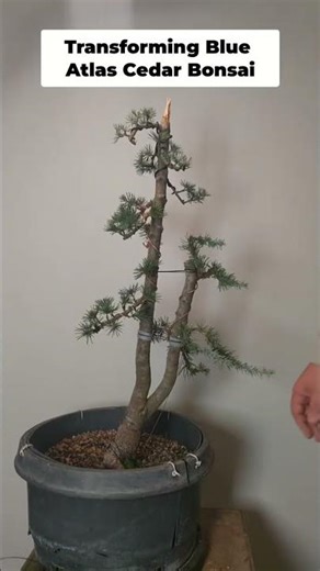 Transforming Bonsai: Blue Atlas Cedar Revamp