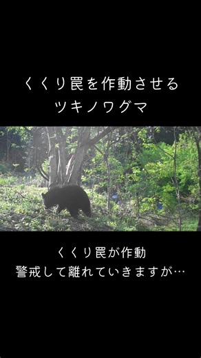 くくり罠を作動させるツキノワグマ