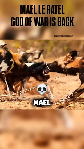 Maël le ratel est de retour. 💀 10 Faits Incroyables sur le Ratel : - Peau ultra-résistante : La peau du ratel est épaisse de 6 mm, lâche et caoutchouteuse, lui permettant de se retourner sur lui-même pour contre-attaquer même lorsqu'il est saisi par un prédateur. - Immunité aux venins : Il est quasi insensible aux venins mortels. Une morsure de cobra peut le plonger dans un coma de quelques heures, après quoi il se réveille et continue ses activités. - Mâchoire puissante : Sa mâchoire est assez