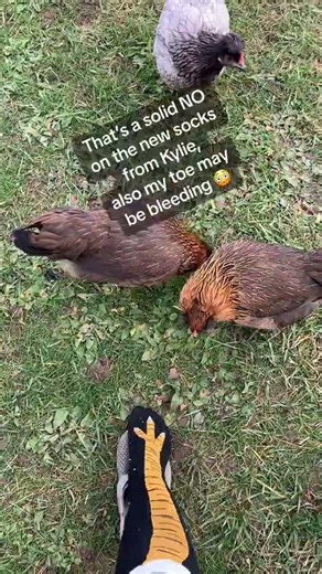 Chickens are looking at owner's new chicken feet socks!