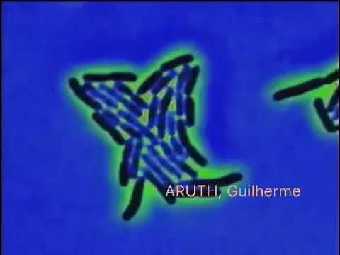 Animação - Multiplicação de Bactérias - Multiplication of bacteria