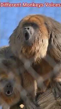 Different Monkeys with Different Voices