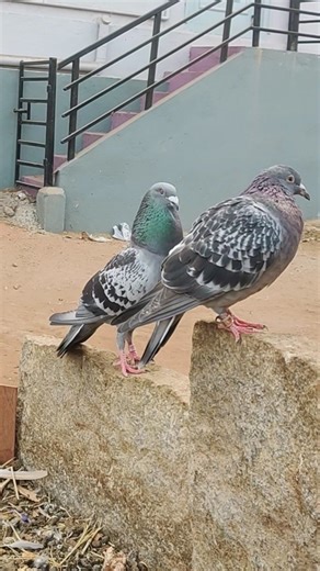 M.S TIGER 🐅 LOFT 🕊️ 💗 . king #gangavathi#instagood#instadaily#pigeonindia #youtubeshorts #trending