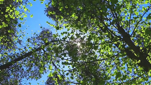 4.8K views · 67 reactions | Immerse yourself in trees this summer on...