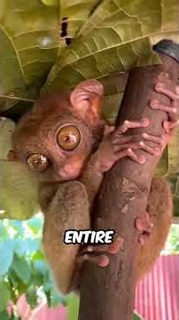 5 Animals With the WEIRDEST Eyes in the World! #Animals #AnimalFacts