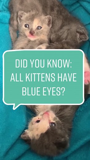 Interesting Facts About Kitten Eye Color Development