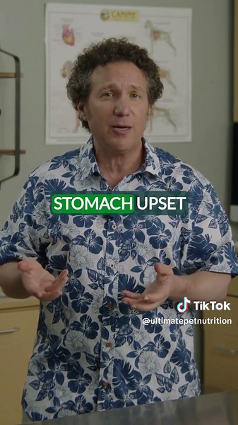 Can Dogs Eat Watermelon? Here's What You Need to Know!