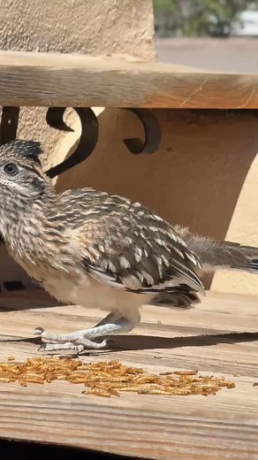 Juvenile Roadrunner smacking on mealworms and checking things out. @DREZNERStudios | DREZNERStudios