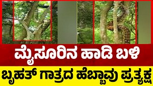 15K views · 115 reactions | ಮೈಸೂರಿನ ಹಾಡಿ ಬಳಿ ಬೃಹತ್ ಗಾತ್ರದ ಹೆಬ್ಬಾವು ಪ್ರತ್ಯಕ್ಷ ..! | Big Python | Tv5 Kannada #phyton #mysuru #tv5kannada | TV5 Kannada | Facebook