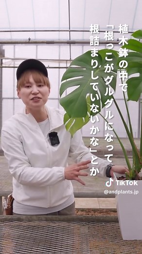 モンステラの剪定方法をプロが解説