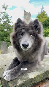 99K views · 6.1K reactions | Tonight on YouTube channel Animal Watch we revisit My Blue Wolf Ocean ALL GROWN UP. Come take a peek at her secret life now she’s become a worldwide sensation with her reels being shared all over the world. Find out how she behaves around strange people and dogs and how she acts around her house. Tonight on YouTube 7.30pm on Animal Watch channel. #mybluewolf #bluewolf #bluewolfdog #wolf #wolves | Anneka Svenska | Facebook