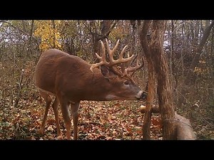 HORIZONTAL RUB SETUP w/Ted Miller