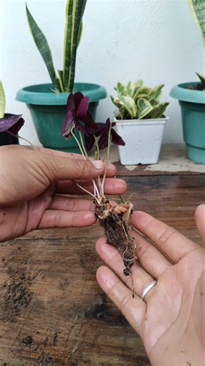 Oxalis Traingularies Propagation 🌱