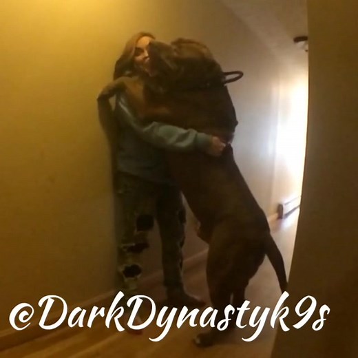 Meet the Big Boy Hulk: DDK Dynasty Pitbull Tatuaje