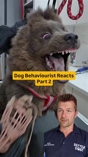 Understanding Dog Grooming Challenges and Solutions