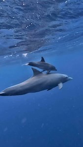 10K reactions · 295 comments | Treasured footage of a bottlenose dolphin mother and her precious baby swimming off Mauritius in the Indian Ocean.凉✨冀 . .  @mona.amelie . . . #cetaceans #dolphins #bottlenosedolphins #underwaterphotography #diving #divinglife #mauritius #indianocean #protectwhaleyoulove | Champions for Cetaceans | Facebook