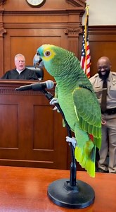 905K views · 22K reactions | Funny Amazon Parrot Testifies in Courtroom While Bailiff Laughs – Comedic Legal Scene 列⚖️ | Parrot VS Police | Facebook