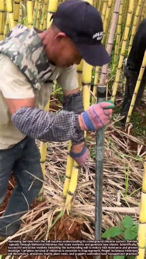 Scientific Techniques for Safely Extracting Bamboo Plants from Soil