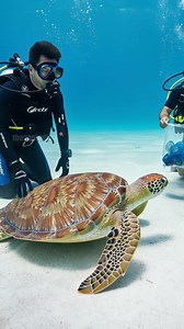 7.5M views · 61K reactions | Scuba Diver Saves Turtle From Deadly Jellyfish! #rescue #animals #wildlife | Team Stories | Facebook