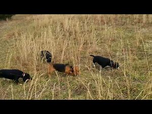 Roark's Blackcreek beagles