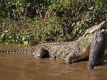 Terrifying moment a huge crocodile eats a baby hippopotamus