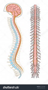 The Central Nervous System