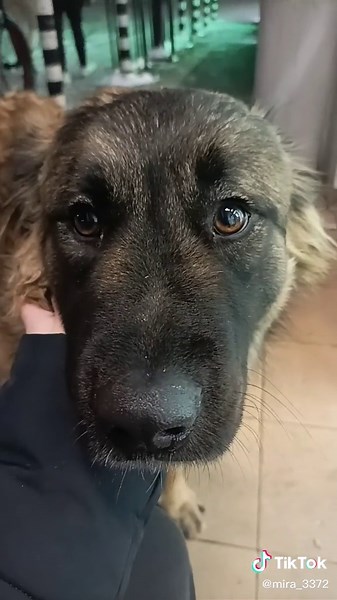 Calm German Shepherd Enjoys Indoor Petting Session