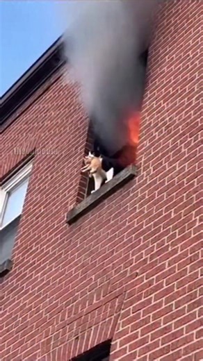 A miraculous high-rise rescue was captured on film earlier today when a fire broke out in a residential apartment complex. As flames and thick black smoke poured from a fourth-story window, a tuxedo cat was seen balanced precariously on the ledge, clutching her kitten by the scruff. With no other escape, the mother cat took a leap of faith into the air. Firefighters below reacted instantly, positioning a safety net just in time to catch the pair. The landing was perfect, and both the mother and