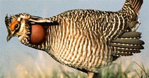 Will Colorado be allowed to kill its new endangered wolves? Maybe