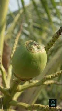 The secret inside a coconut will blow your mind 😱#CoconutWater #ScienceFacts #PlantBiology