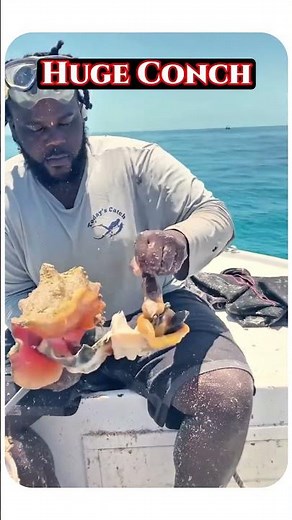 How to Remove a HUGE Conch From its Shell🐚in the Caribbean