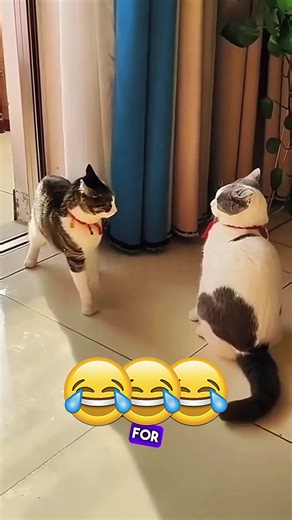 I’m sorry for slapping you for no reason… can we shake paws 💀. #petsoftiktok #catsoftiktok #dogsoftiktok #voiceover