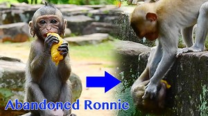 Very Very Pity Abandoned Ronnie Got Grab Big Food By Amber Kid ( Riew Video Before NGO Rescued Ronnie ) | Pigtail Monkey Daily