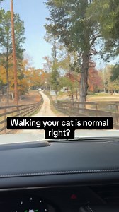 808K views · 21K reactions | Walk your cat | Ima Survivor Donkey and Farm Animal Sanctuary | Facebook