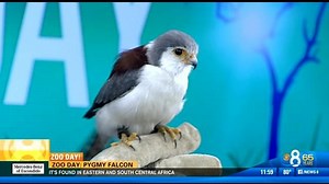 Zoo Day: Pygmy falcon
