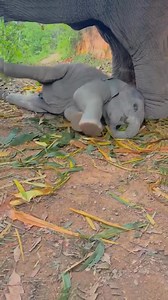 Adorable love between mother and her precious little baby | Creature Trending