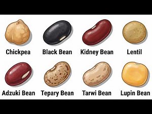 Every Type of Bean Explained