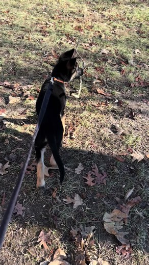 Cute German Shepherd Puppy Moments