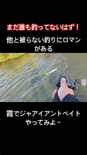 霞でフレンジー縛り#霞ヶ浦#バス釣り#ジャアイアントベイト #ビックベイト#shorts