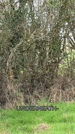 Revitalize Your Hedges: Stop Gappy Bottoms & Brittle Growth! #shorts