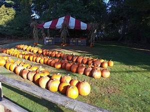 Where To Pick A Pumpkin Near Mansfield And Storrs