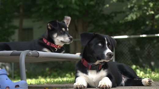 How you can help animals in need by fostering in Northeast Ohio: Ready Pet GO!